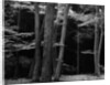 Beech Forest, Netherlands, 1971 by Anonymous