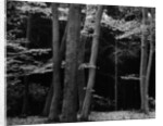 Beech Forest, Netherlands, 1971 by Anonymous
