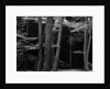 Beech Forest, Netherlands, 1971 by Anonymous
