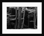 Beech Forest, Netherlands, 1971 by Anonymous