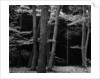Beech Forest, Netherlands, 1971 by Anonymous
