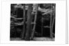 Beech Forest, Netherlands, 1971 by Anonymous