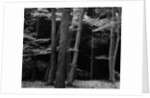Beech Forest, Netherlands, 1971 by Anonymous
