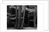 Beech Forest, Netherlands, 1971 by Anonymous