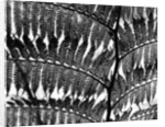 Fern Silhouette by Brett Weston