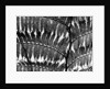 Fern Silhouette by Brett Weston