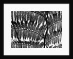 Fern Silhouette by Brett Weston