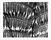 Fern Silhouette by Brett Weston