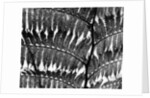 Fern Silhouette by Brett Weston
