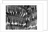 Fern Silhouette by Brett Weston