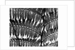 Fern Silhouette by Brett Weston