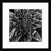 Velvet Leaved Plant by Brett Weston