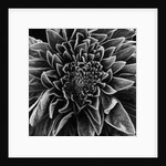 Velvet Leaved Plant by Brett Weston