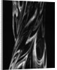 Swirling Glasswork by Brett Weston