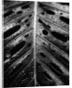 Wet Leaf by Brett Weston