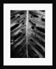 Wet Leaf by Brett Weston