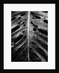 Wet Leaf by Brett Weston