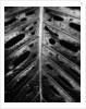 Wet Leaf by Brett Weston