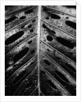 Wet Leaf by Brett Weston