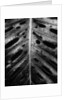 Wet Leaf by Brett Weston