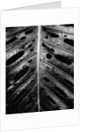 Wet Leaf by Brett Weston