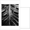 Wet Leaf by Brett Weston