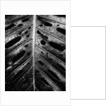 Wet Leaf by Brett Weston