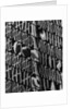 Window Reflections by Anonymous