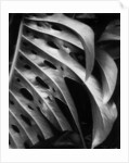 Leaf Composition by Anonymous