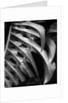 Leaf Composition by Anonymous