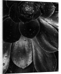 Droplets on a Succulent Plant by Anonymous