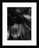 Droplets on a Succulent Plant by Anonymous