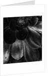 Droplets on a Succulent Plant by Anonymous