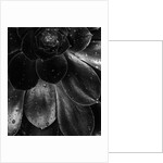 Droplets on a Succulent Plant by Anonymous