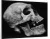 Human Skull by Brett Weston
