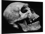 Human Skull by Brett Weston