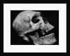 Human Skull by Brett Weston