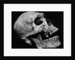 Human Skull by Brett Weston