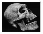 Human Skull by Brett Weston