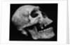 Human Skull by Brett Weston