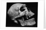 Human Skull by Brett Weston