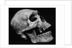 Human Skull by Brett Weston