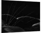 Grass and Lava by Brett Weston