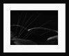 Grass and Lava by Brett Weston