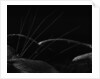 Grass and Lava by Brett Weston