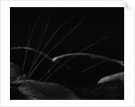 Grass and Lava by Brett Weston
