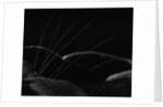 Grass and Lava by Brett Weston