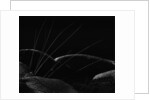Grass and Lava by Brett Weston