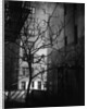 Bare Tree Below Buildings, Manhattan, 1944 by Anonymous