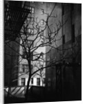 Bare Tree Below Buildings, Manhattan, 1944 by Anonymous